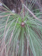 Pinus canariensis