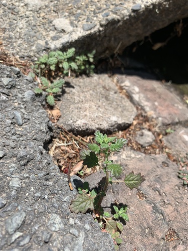 Clammy goosefoot (Dysphania pumilio)
