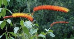 Combretum rotundifolium