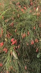 Russelia equisetiformis