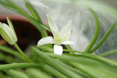 Ornithogalum sigmoideum