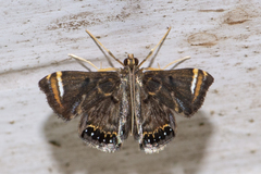 Eugauria albidentata