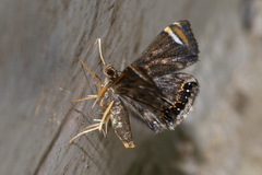 Eugauria albidentata