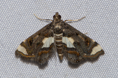 Agassiziella picalis