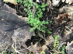 Pterostegia drymarioides