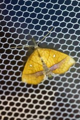 Stenbergmania albomaculalis