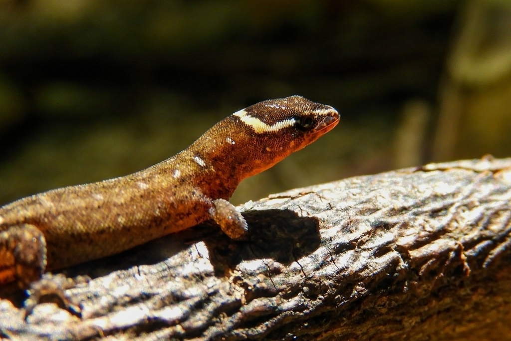 Colombian Dwarf Gecko