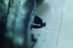Agrilus suvorovi