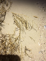 Acanthodactylus schmidti