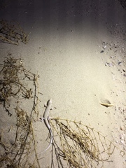 Acanthodactylus schmidti