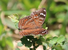 Junonia natalica natalica