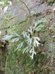 Selaginella
