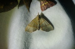Gonepatica opalina