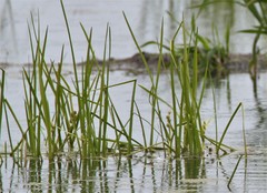 Sparganium glomeratum
