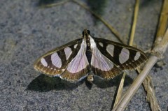 Glyphodes quadrimaculalis