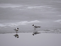 Chroicocephalus ridibundus