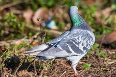 Columba livia domestica