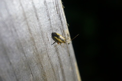 Adelphocoris suturalis
