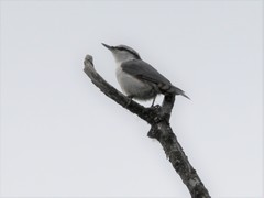 Sitta europaea albifrons
