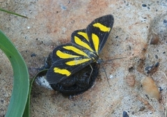 Cyllopodini