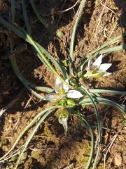 Ornithogalum