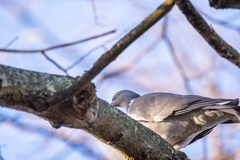 Columba palumbus