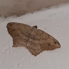 Psamatodes pernicata