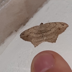 Psamatodes pernicata