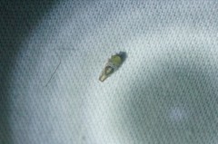 Hishimonus hamatus