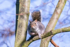 Sciurus carolinensis