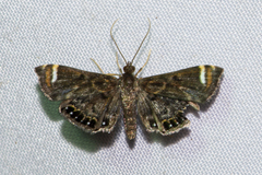 Eugauria albidentata