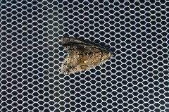 Protodeltote distinguenda