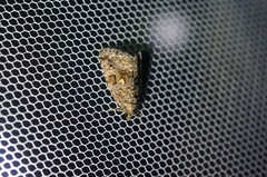 Protodeltote distinguenda