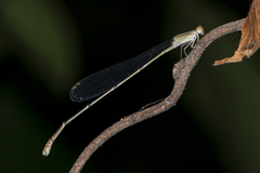 Aciagrion pallidum