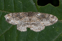 Parapholodes fuliginea