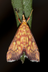 Pyrausta ignealis