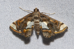 Agassiziella picalis