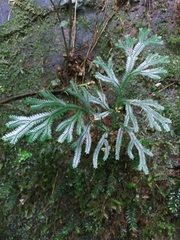 Selaginella