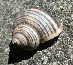 Tropidophora