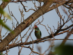 Psilopogon haemacephalus