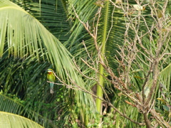 Merops philippinus