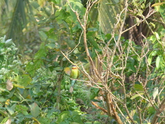 Merops philippinus