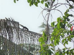 Callosciurus finlaysonii