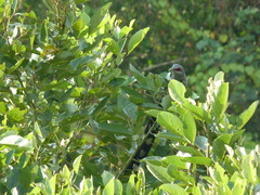 Phaenicophaeus tristis