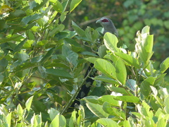 Phaenicophaeus tristis