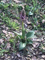 Himantoglossum robertianum