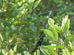 Phaenicophaeus tristis