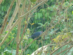 Phaenicophaeus tristis