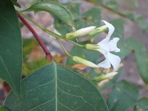 Image of Billardiera floribunda by (c) Mark Cliff, some rights reserved (CC BY)