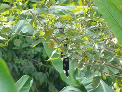 Phaenicophaeus tristis